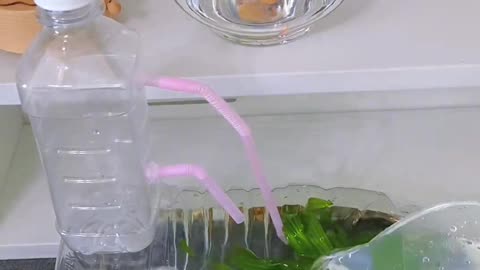 DIY: Stunning Fish Aquarium from Disposable Bottles