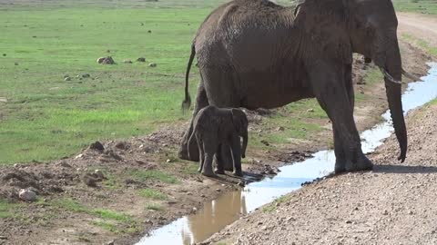 Too cute. This baby elephant is trying to cross the stream