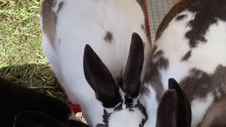 Bunnies treat time