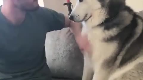 husky asking for affection