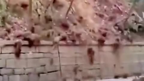 Dog and monkey and amazing video