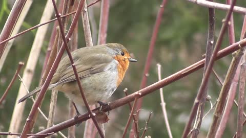 The beauty of birds in nature