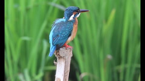 kingfisher