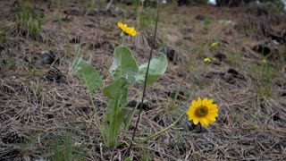 Yellow flower 2