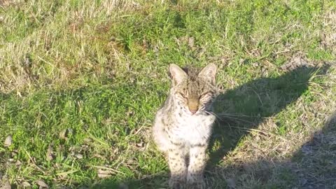 Curious Young Bobcat