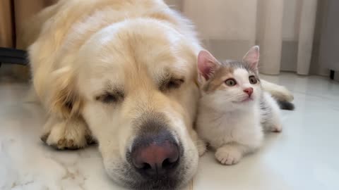 A baby Kitten feels protected next to a Golden Retriever #shorts