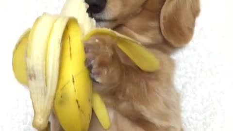 Dog Eats Banana