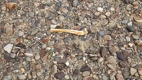 Found a fresh leg bone.