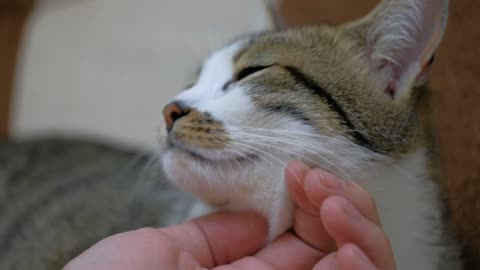 Petting a Cute Cat, Close up