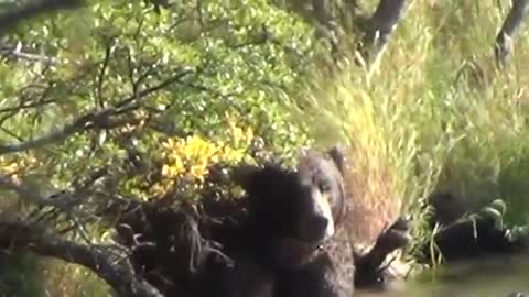 Brown Bear viewing at Brooks Falls Alaska USA (Part 3)