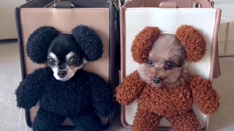 Precious 💕 Puppies 🐕🐕excited to trick or treat 🎃 # Puppies#animals#dog#halloween