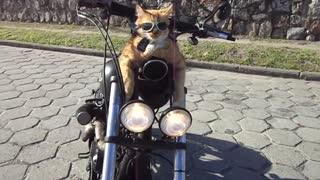 Feline Motorcycle Club (Part 1)