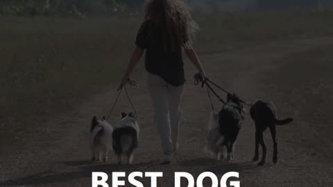 Best Dog Training System USA 2021 Dog Training Videos Create Well Behaved Intelligent Dog
