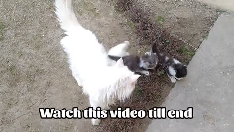 Mother Cat Walking With Her Kittens And Hitting Them To Go Inside _ White Cat Pr