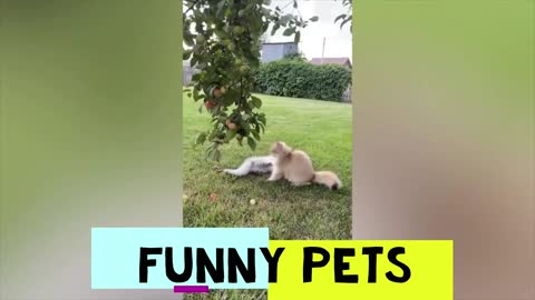 Funny Pets pt. 7