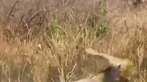 Tow fighting leopards take dramatic fall out of tree