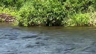 Fishermen Catch Bear's Attention