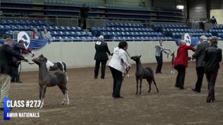 AMHR Nationals Ford Arena September 13, 2023