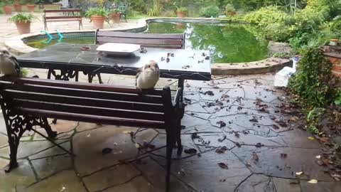 Overrun by cute birds! Kookaburras and a magpie.