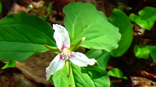 Painted Trillium