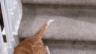 Kitty’s Sideways Stair Slide