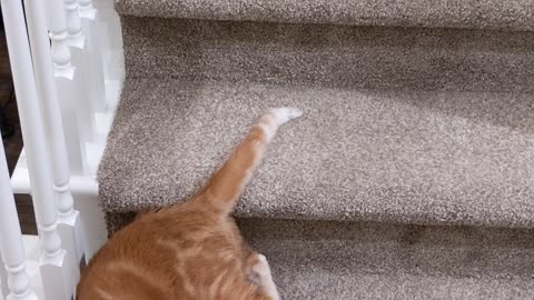 Kitty’s Sideways Stair Slide