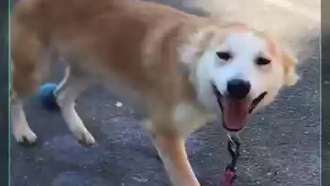 Dog ome so cute very beautiful video