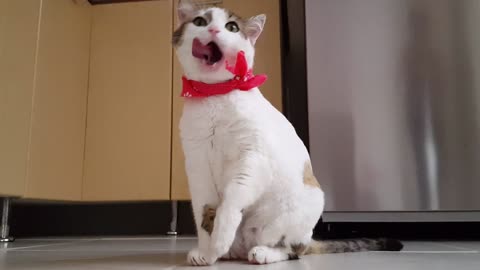 Watch how this cat cleans itself