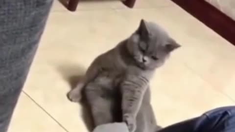 Foreign funny videos, cat confusing behavior