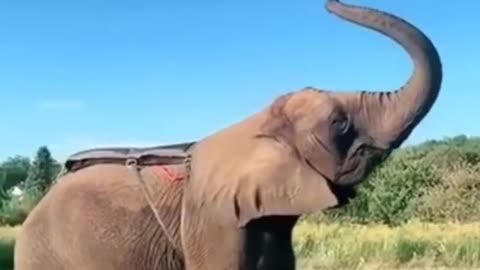 Amazing animal video ... Man elephant jump video