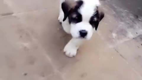 Here cute dog video