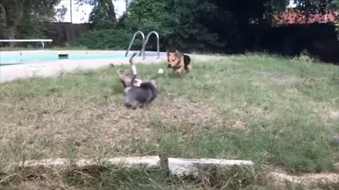 Video of the Most Hilarious Cats and Dogs Moments