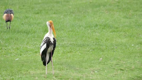 Painted Storks Standing In A Grass Field