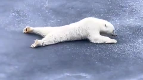 This is the technique that polar bears use to cross thin ice.