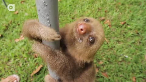 Cute Baby Sloths