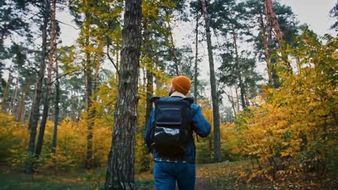 Enchanting Autumn Forests with Beautiful Piano Music