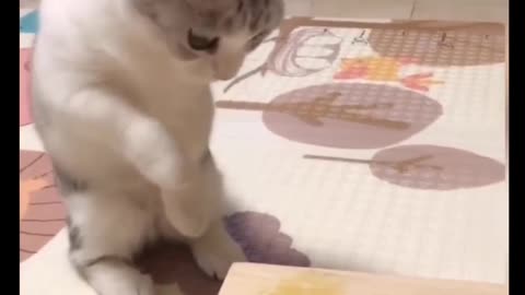 Cat Comedy Video Cat Funny video Part31 #CatShort #CatVideo