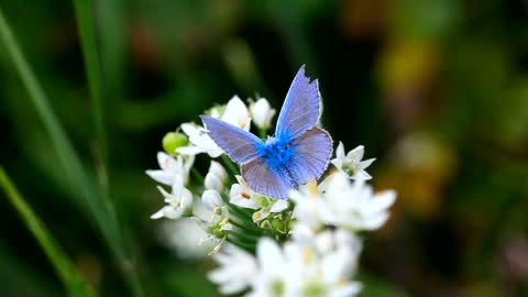 Blue Butterfly Over White Flowers