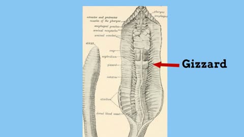 Earthworm digestive system_Cut