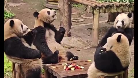 4 Panda enjoying bamboo before Mahjong game