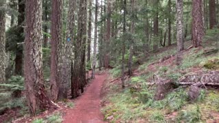 Tranquil Forest Hiking – Mount Hood National Forest – Oregon – 4K