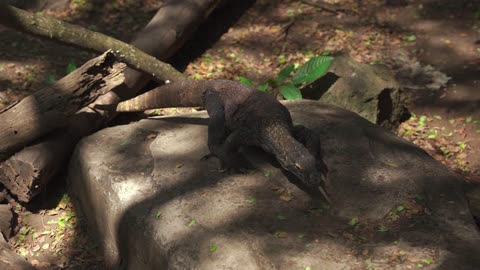 Discovering the Fascinating World of Komodo Dragons: The Largest Lizards on Earth #Viral #Trending