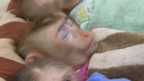 Monkey video part 1 | monkey videos | monkey Home