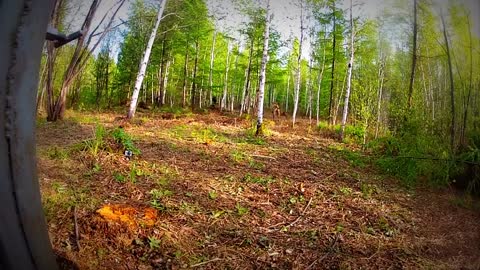 Extremely Rare - Four Siberian Tigers Released Into The Wild (1)