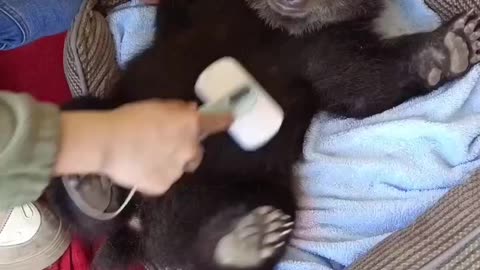 A Pawsome Adventure: Join this Playful Baby Bear on its Journey to Cute Cuddles!
