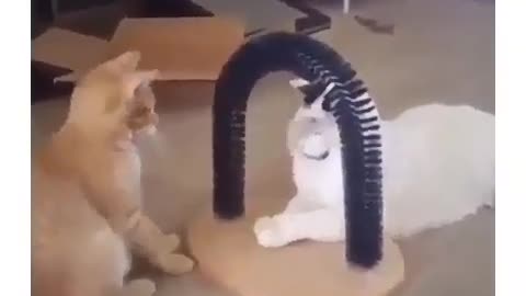 Interesting Cat Funny video