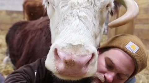 Cows are such loveable creatures