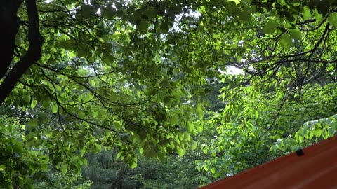 Solo Camping in the Rain: The Comfort of Sleeping to the Sound of Rain on a Tarp Tent