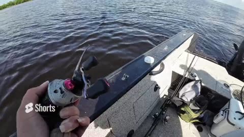 Trolling Shallow Water Walleye