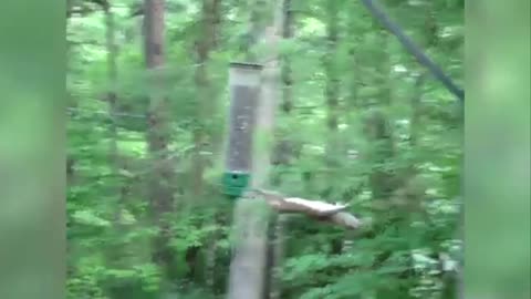 Squirrel Found Out What Is Adrenaline!